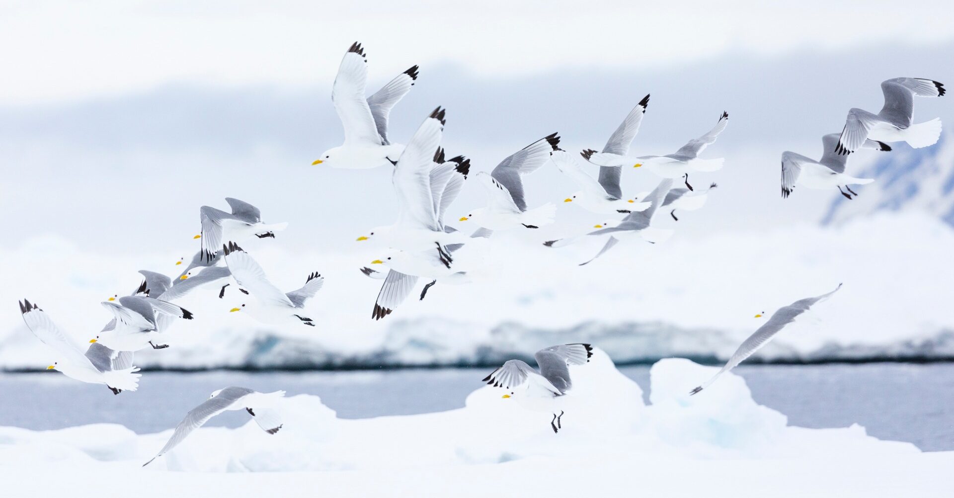 Esprits de l’Arctique, Cécile Belhamri